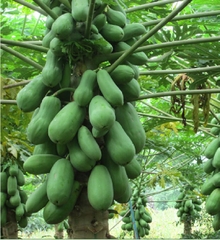 Hạt Giống Đu Đủ Ruột Gấc F1