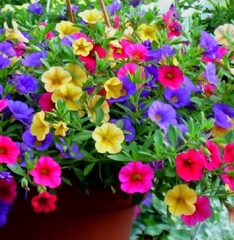 Hạt Giống Hoa Triệu Chuông Mix Màu