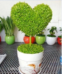 Hạt Giống Cỏ May Mắn - Gói 1gram