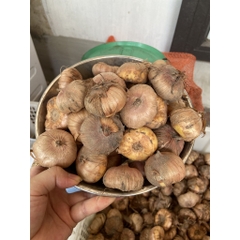 Củ Giống Hoa Lay Ơn Nhiều Màu ( Combo 10 củ )