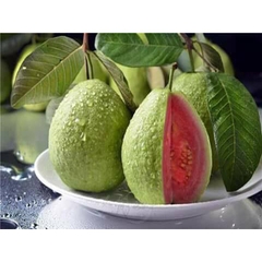 Hạt Giống Ổỉ Ruột Đỏ Đài Loan