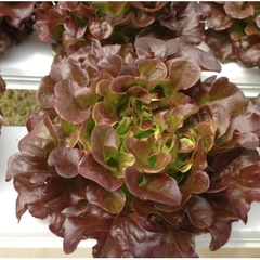 Hạt Giống Rau Xà Lách Sồi Đỏ OAKLEAF - Gói 2gram