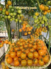 Hạt Giống Cà Chua Bi Vàng (Cà Chua Cherry) F1