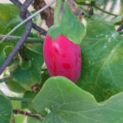 Hạt Giống Cây Bình Bát Dây