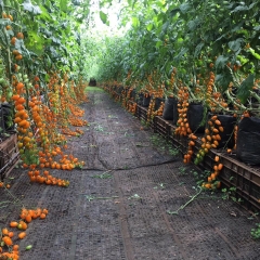 Hạt Giống Cà Chua Bi Vàng (Cà Chua Cherry) F1