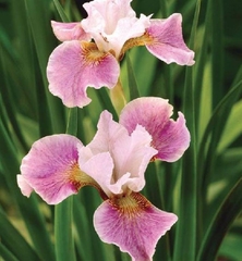 Hạt Giống Diên Vĩ Hồng (Iris Hồng)