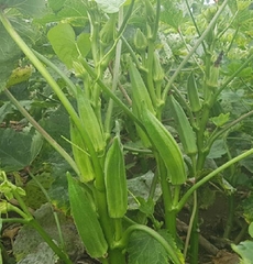 Hạt Giống Đậu Bắp Xanh Cao Sản