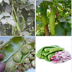 Hạt Giống Đậu Ngự