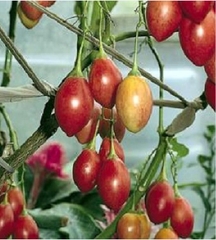 Hạt Giống Cà Chua Thân Gỗ Tamarillo Quả Đỏ