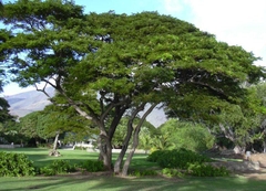 Hạt giống cây gõ đỏ