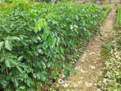 Hạt giống cây gõ đỏ