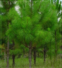 Hạt Giống Cây Giống Thông Caribe