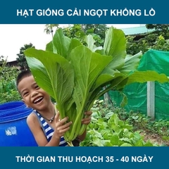 Hạt Giống Rau Cải Ngọt Khổng Lồ - 5gram