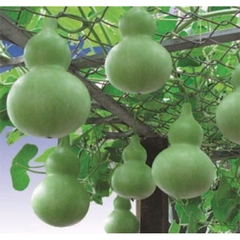 Hạt Giống Bầu Hồ Lô Cao Sản
