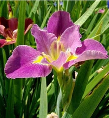 Hạt Giống Diên Vĩ Hồng (Iris Hồng)