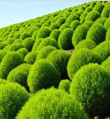 Hạt giống Cỏ Đổi Màu Nhật Bản Kochia