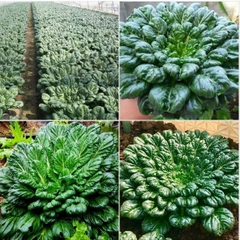 Hạt giống rau cải hoa hồng xanh