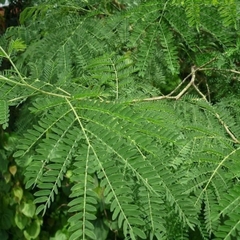 Hạt giống cây keo dậu