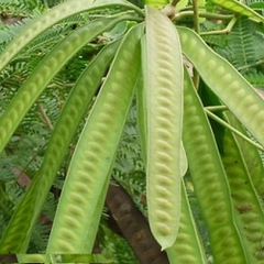 Hạt giống cây keo dậu