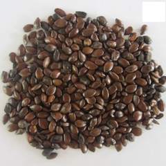 Hạt giống cây keo dậu