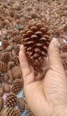 Hạt Giống Cây Giống Thông Caribe
