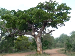 Hạt giống cây gõ đỏ