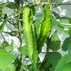 Hạt Giống Đậu Rồng Cao Sản