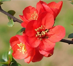 Hạt Giống Hoa Mai Trung Quốc Đỏ