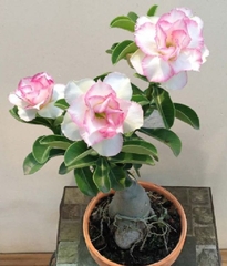 Hạt giống hoa sứ thái mix màu