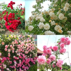 Hạt Giống Hoa Hồng Leo Pháp Mix Màu