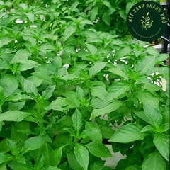 Hạt Giống Rau Thơm Sả (Húng Trắng) - Gói 2 gram