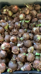 Củ giống hoa huệ tây hoa màu trắng tuyết thanh