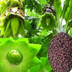 Hạt Giống Cây Chuối Cô Đơn ( Hạt Quả Chuối Cô Đơn)