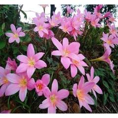 Củ Giống Hoa Huệ Mưa ( Combo 20 củ )