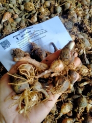 Củ Giống Hoa Huệ Mưa ( Combo 20 củ )