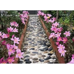 Củ Giống Hoa Huệ Mưa ( Combo 20 củ )