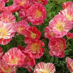 Hạt Giống Hoa Poppy Cánh Kép Mix Màu