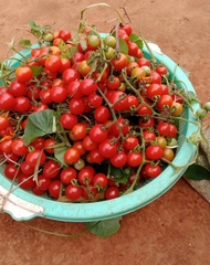 Hạt Giống Cà Chua Bi Rừng Cà Chua Bi Dại