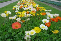Hạt Giống Hoa Poppy Cánh Đơn Mix Màu