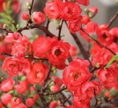 Hạt Giống Hoa Mai Trung Quốc Đỏ