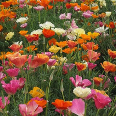 Hạt Giống Hoa Poppy Cánh Kép Mix Màu