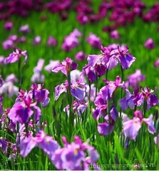 Hạt Giống Diên Vĩ Hồng (Iris Hồng)