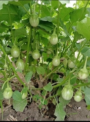 Hạt Giống Cà Pháo Xanh Cao Sản