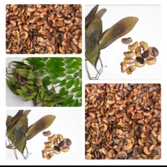 Hạt Giống Cây Sưa Đỏ