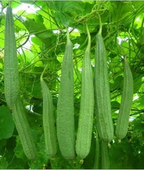 Hạt Giống Mướp Khía Thái Lan F1