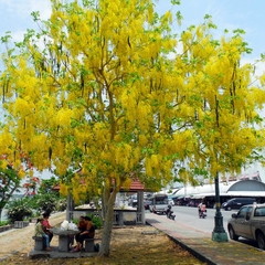 Hạt Giống Hoa Muồng Hoàng Yến ( Hoa Osaka Vàng )