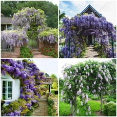 Hạt Giống Hoa Tử Đằng Hoa Tím