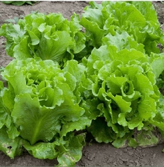 Hạt Giống Rau Xà Lách Chịu Nhiệt - Gói 5gram