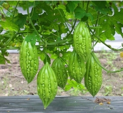 Hạt Giống Khổ Qua Mỡ - Mướp Đắng F1