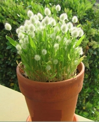 Hạt Giống Cỏ Đuôi Thỏ